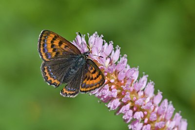 BUITEN BEELD Foto: 117980