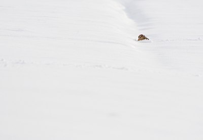 BUITEN BEELD Foto: 118006