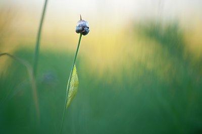 BUITEN BEELD Foto: 118027