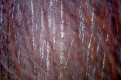 BUITEN BEELD Foto: 118041