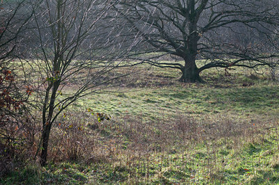 BUITEN BEELD Foto: 118045