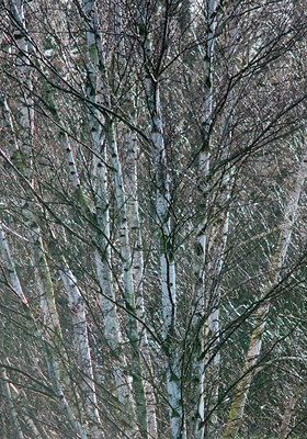 BUITEN BEELD Foto: 118046