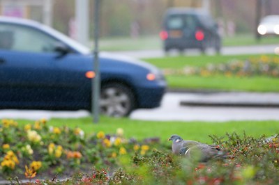 BUITEN BEELD Foto: 118049