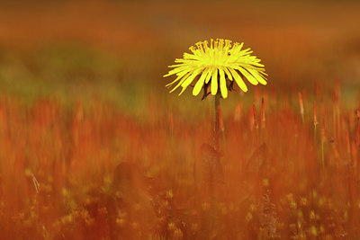 BUITEN BEELD Foto: 118096