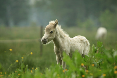 BUITEN BEELD Foto: 118103