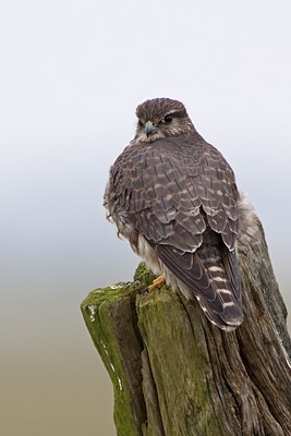 BUITEN BEELD Foto: 118115