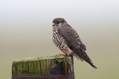 BUITEN BEELD Foto: 118117