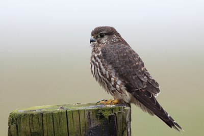 BUITEN BEELD Foto: 118119
