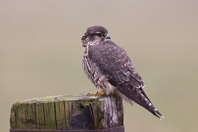 BUITEN BEELD Foto: 118121