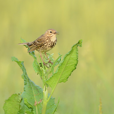 BUITEN BEELD Foto: 118156