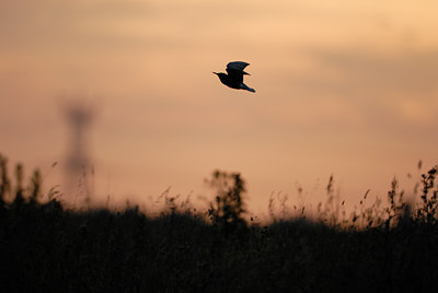 BUITEN BEELD Foto: 118157