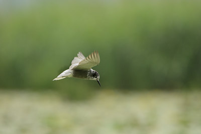 BUITEN BEELD Foto: 118160