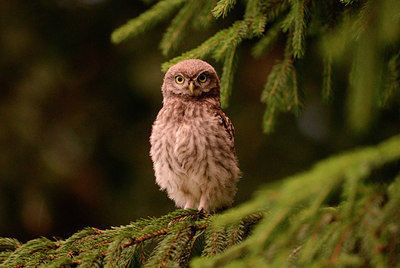 BUITEN BEELD Foto: 118164