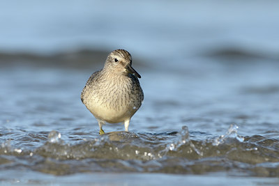BUITEN BEELD Foto: 118169
