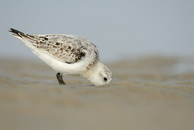 BUITEN BEELD Foto: 118171