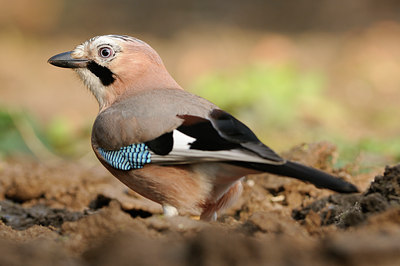 BUITEN BEELD Foto: 118182