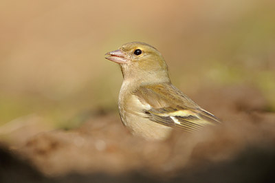 BUITEN BEELD Foto: 118187