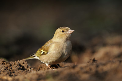 BUITEN BEELD Foto: 118188