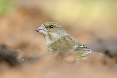 BUITEN BEELD Foto: 118193