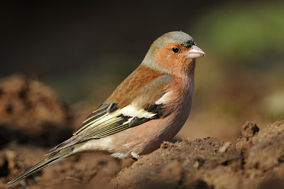 BUITEN BEELD Foto: 118195