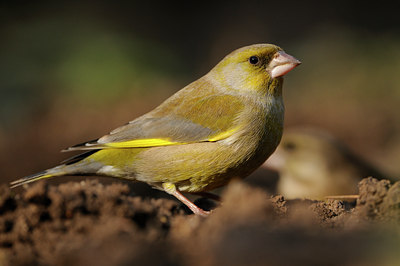 BUITEN BEELD Foto: 118201
