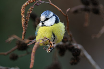 BUITEN BEELD Foto: 118209