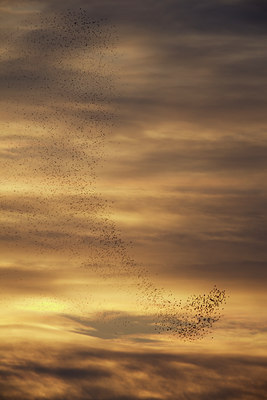 BUITEN BEELD Foto: 118221