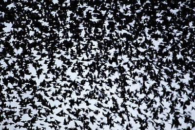 BUITEN BEELD Foto: 118292