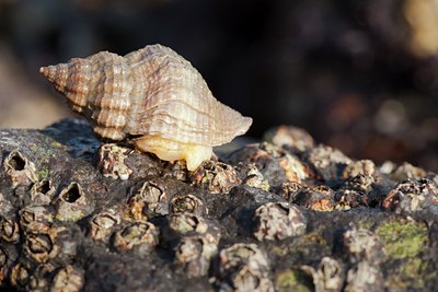 BUITEN BEELD Foto: 118301