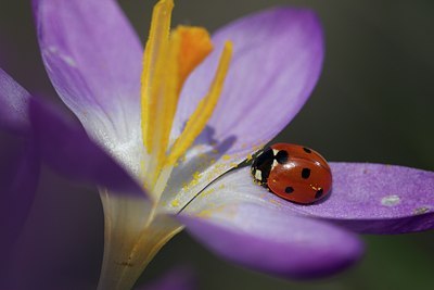 BUITEN BEELD Foto: 118313