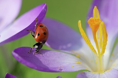 BUITEN BEELD Foto: 118315