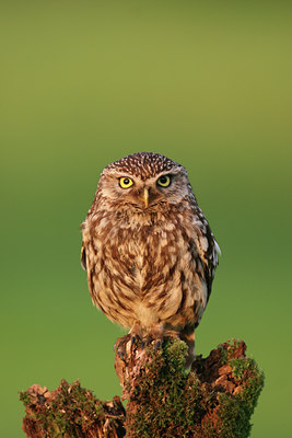 BUITEN BEELD Foto: 118344
