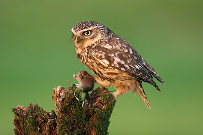 BUITEN BEELD Foto: 118347