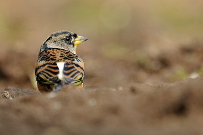 BUITEN BEELD Foto: 118351