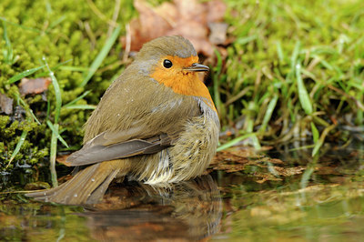 BUITEN BEELD Foto: 118359