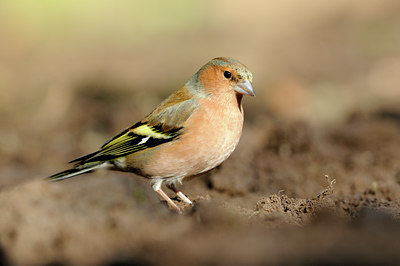 BUITEN BEELD Foto: 118364