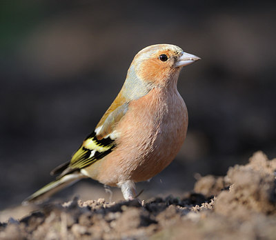 BUITEN BEELD Foto: 118365