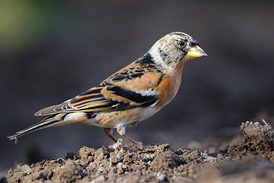 BUITEN BEELD Foto: 118369