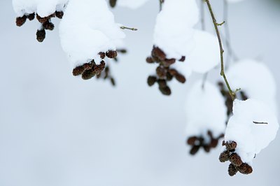 BUITEN BEELD Foto: 118386