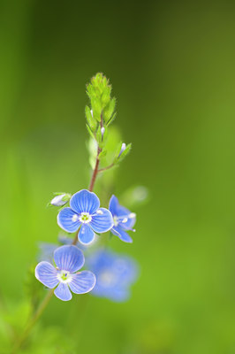 BUITEN BEELD Foto: 118389