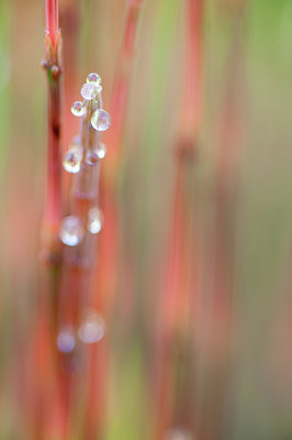 BUITEN BEELD Foto: 118399