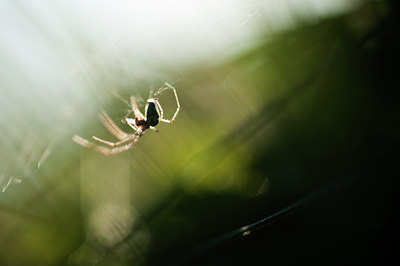 BUITEN BEELD Foto: 118409
