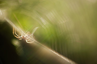 BUITEN BEELD Foto: 118410