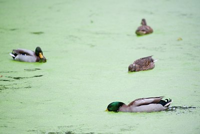 BUITEN BEELD Foto: 118440