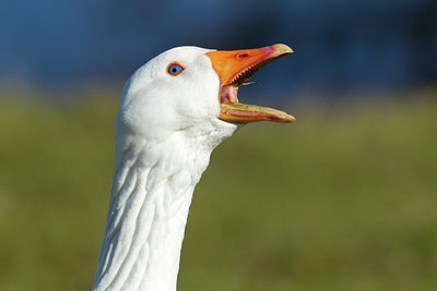 BUITEN BEELD Foto: 118442