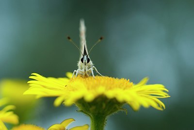 BUITEN BEELD Foto: 118468