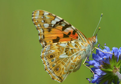 BUITEN BEELD Foto: 118472