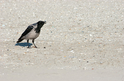 BUITEN BEELD Foto: 118486