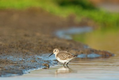 BUITEN BEELD Foto: 118487