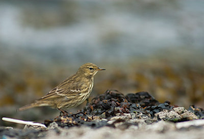 BUITEN BEELD Foto: 118490